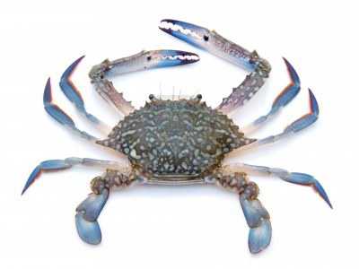 Adriatico: i nuovi animali esotici